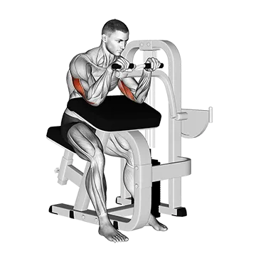 Best Machine Tricep Workouts Lever Triceps Extension