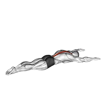 Long Lever Lying Back Extension
