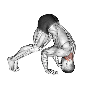 How To Get A Bigger Neck Neck Bridge Prone