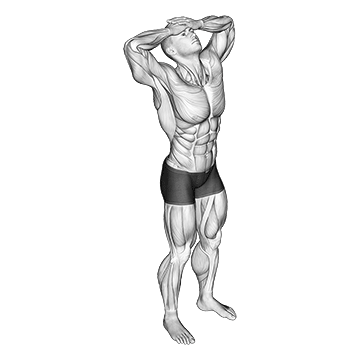 How To Get A Bigger Neck Neck Flexor Stretch