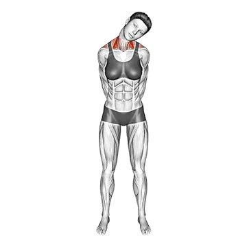 How To Fix Neck Tightness Neck Side Stretch