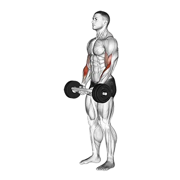Olympic Barbell Hammer Curl
