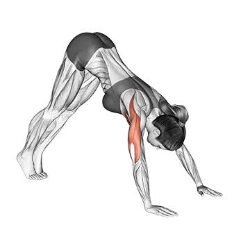 Best Calisthenics Workout Plan Pike Push Up