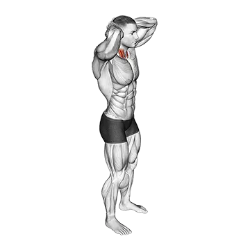 Posterior Neck Isometric