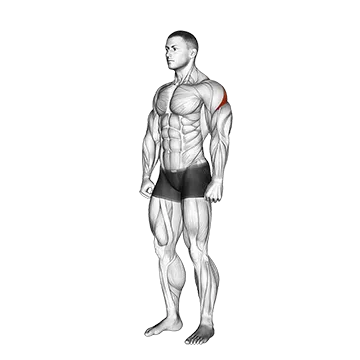 Best Rear Delt Exercises Rear Deltoid Stretch