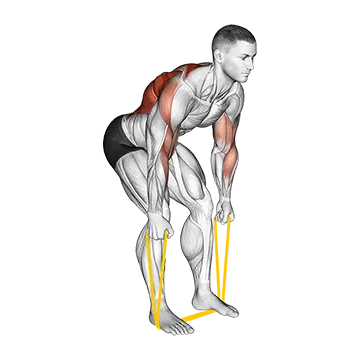 Resistance Band Bent Over Neutral Grip Row