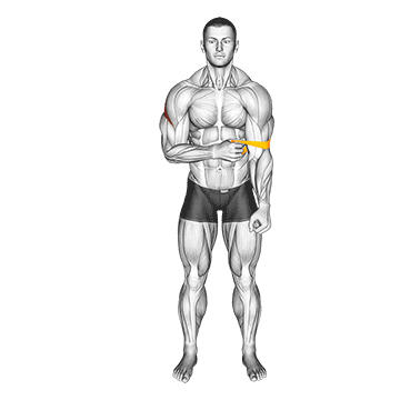 Best Rotator Cuff Exercises Resistance Band External Rotation