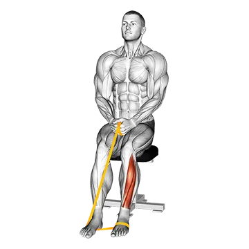 Resistance Band Foot Plantar Flexion