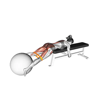 Resistance Band Reverse Hyper With Stability Ball on Flat Bench