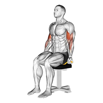 Resistance Band Seated Biceps Curl