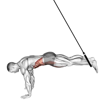Ring Reverse Ab Rollout