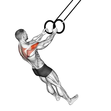 Best Trx Workouts Ring Reverse Fly