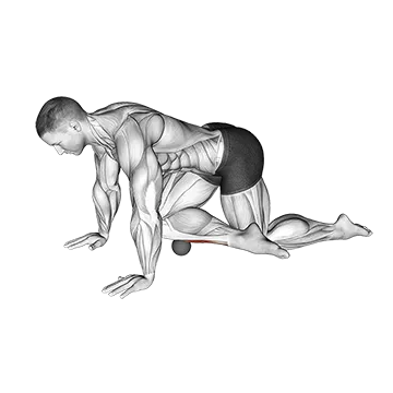 Roll Ball Tibialis Anterior