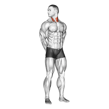 How To Get A Bigger Neck Rotating Neck Stretch
