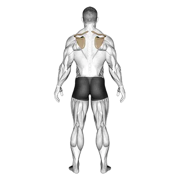 Best Bodyweight Trap Workouts Scapula Elevation Depression