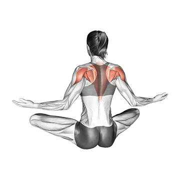 Seated Pulse Back Squeeze