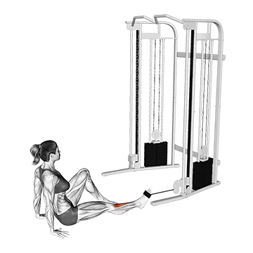 Seated Tibialis Anterior Press