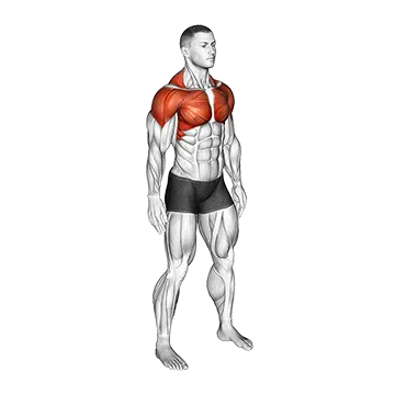 Best Shoulder Mobility Exercises Shoulder Circle