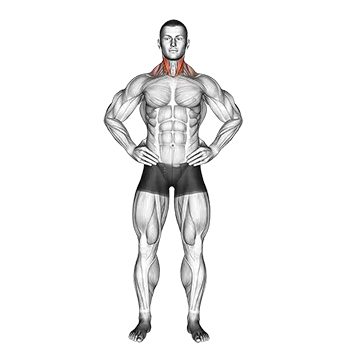 How To Fix Neck Pain Side Neck Stretch