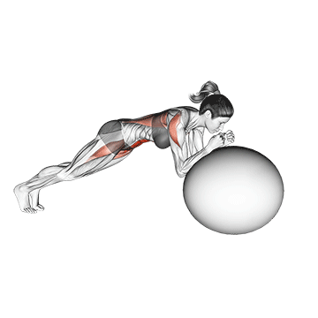 Best Stability Ball Workouts Stability Ball Rollout