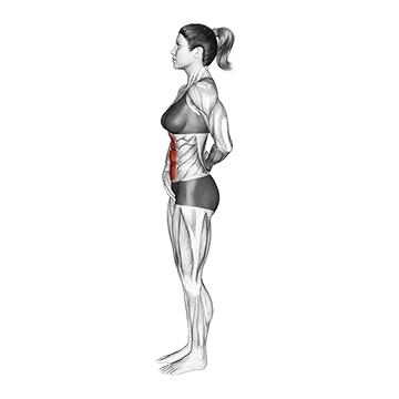 Best Standing Ab Workouts Standing Abdominal Vacuum
