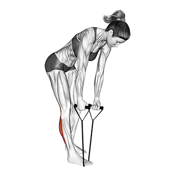 Standing Hamstring and Calf Stretch With Starp