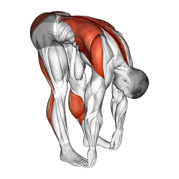 Best Hamstring Stretches Standing Hamstrings And Back Stretch