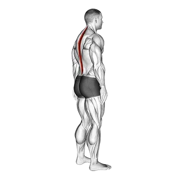 Best Postpartum Ab Workouts Standing Pelvic Tilt