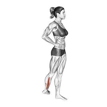 Standing Peroneus Muscles Stretch