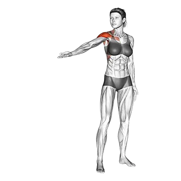 Best Shoulder Mobility Exercises Standing Shoulder Circling