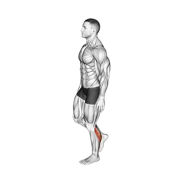 Best Bodyweight Calf Workouts Standing Single Leg Calf Raise Balance