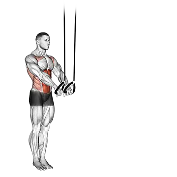 Best Trx Workouts Suspended Abdominal Fallout