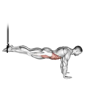Best Lower Ab Workouts Suspended Reverse Crunch