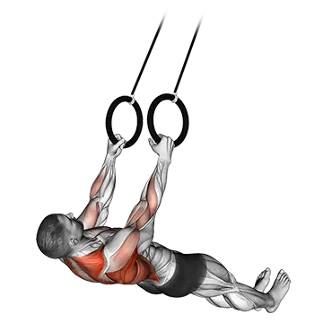 Best Upper Body Trx Workouts Suspended Row
