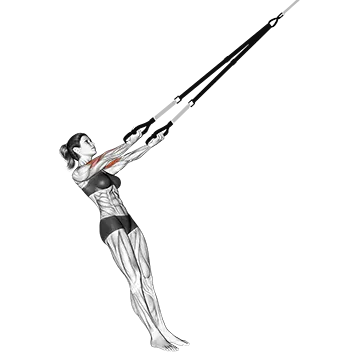 Best Trx Arm Workouts Suspender Arm Curl To Ears