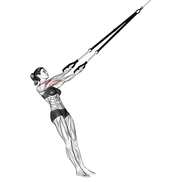Best Trx Arm Workouts Suspender Arm Curl