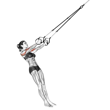 Best Upper Body Trx Workouts Suspension Trainer Biceps Clutch