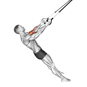 Best Trx Arm Workouts Suspender Biceps Curl