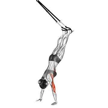 Best Trx Shoulder Workouts Suspender Handstand PushUp