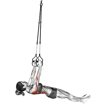 Suspender Inverted Row