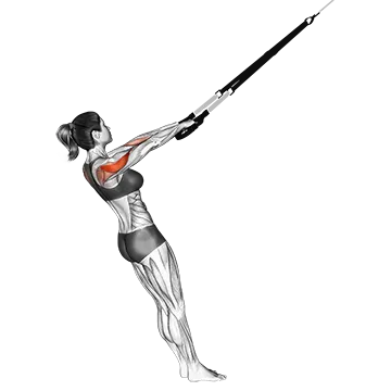 Best Rear Delt Exercises Suspender Rear Delt Row