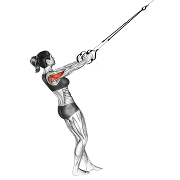 Suspender Reverse Fly