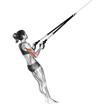 Suspender Triceps Kickback