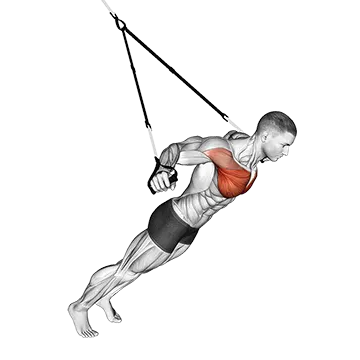 Best Upper Body Trx Workouts Suspension Fly