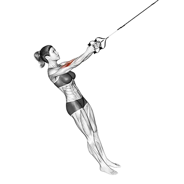Best Trx Workouts Suspension Hammer Curl