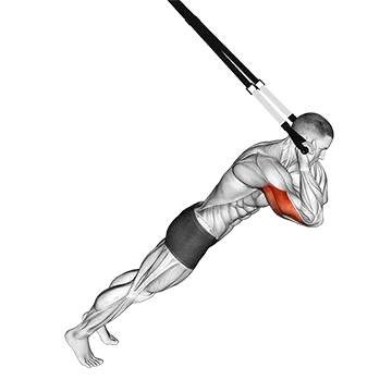 Suspension Triceps Extension