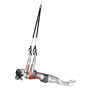 Suspension Underhand Grip Inverted Row