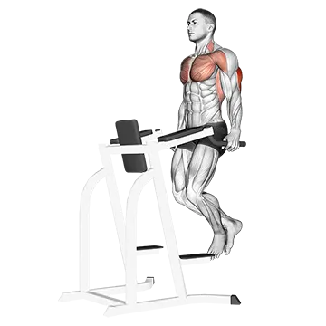 Best Push Pull Legs Routine Triceps Dip