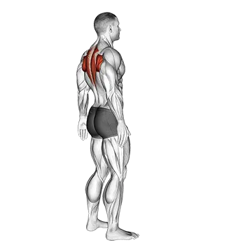 Best Upper Body Workouts At Home Upper Back Stretch