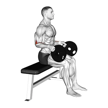 Weighted Seated Neutral Wrist Curl
